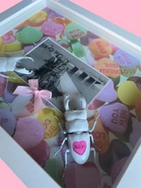 Image 3 of Conversation Heart Beetles 