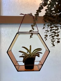 Image 5 of Hex Plant Holder in Honey