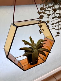 Image 1 of Hex Plant Holder in Honey