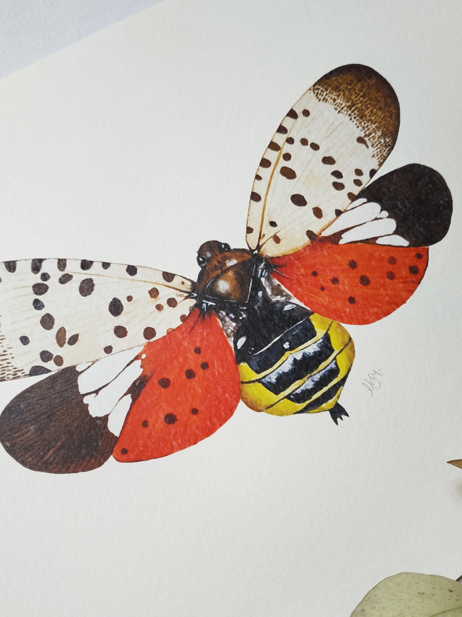 Image of Red Lanternfly Fulgoridae Watercolor Illustration PRINT 