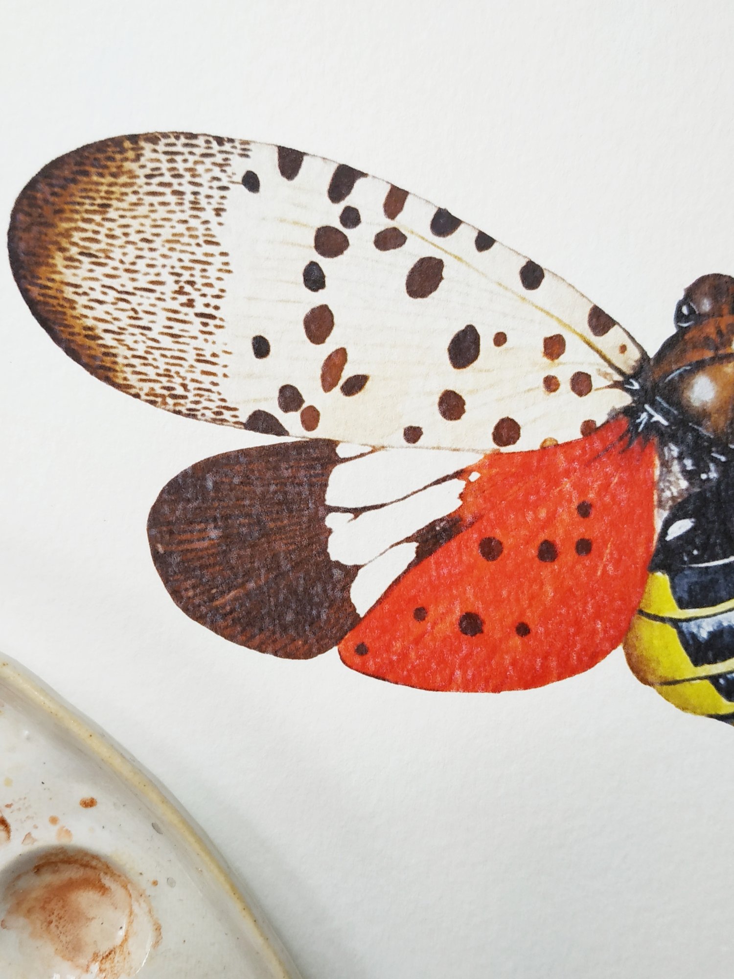 Image of Red Lanternfly Fulgoridae Watercolor Illustration PRINT 