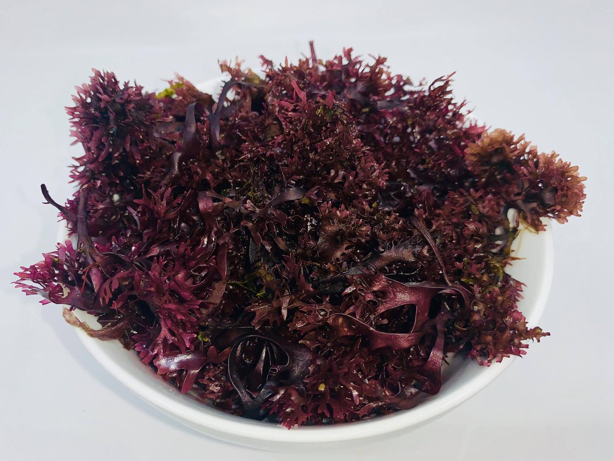 Purple Sea Moss Chondrus Crispus Natural Being