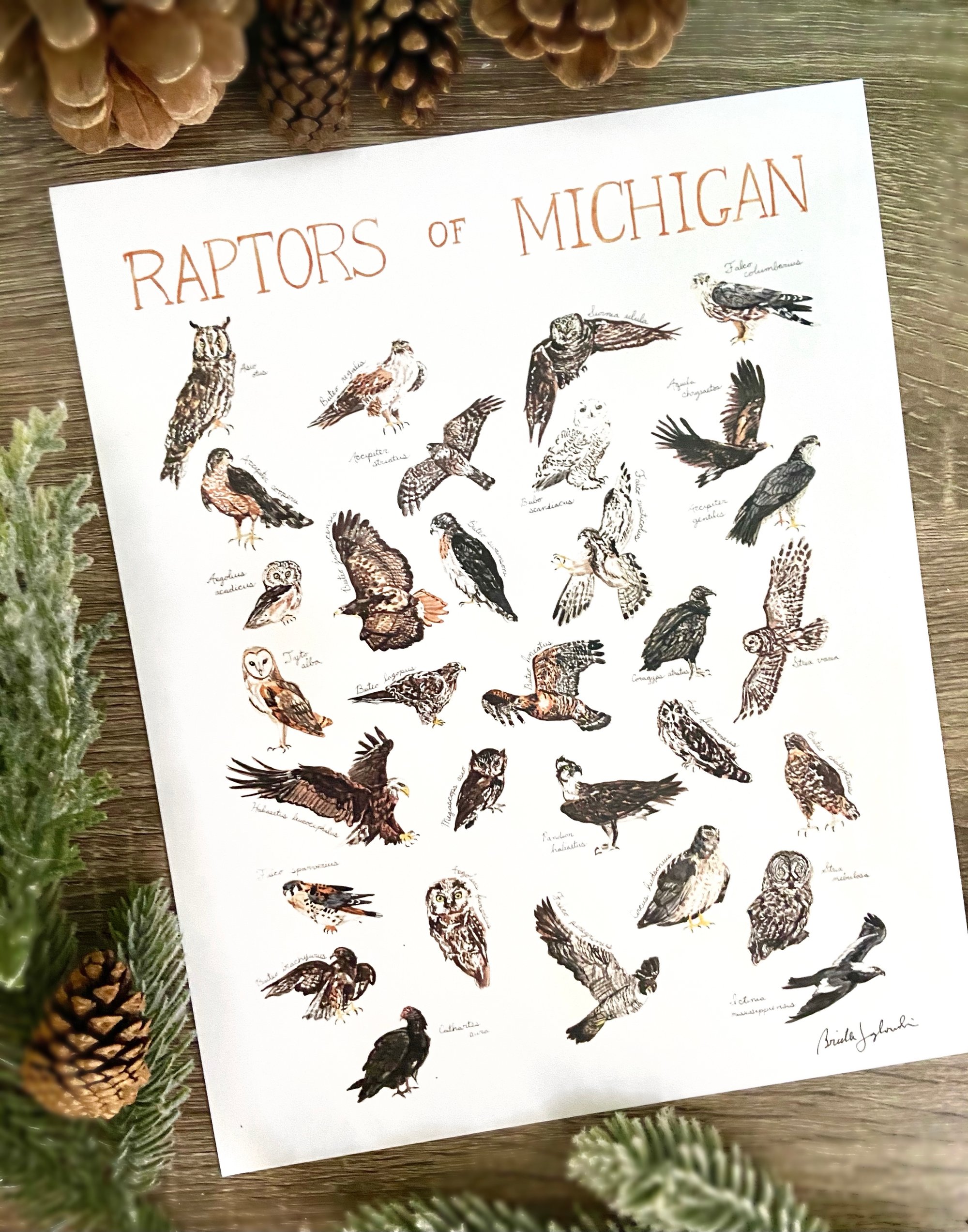 Raptors of Michigan | Brush & Bark