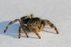 Phidippus audax Spiderling