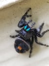 Wild Caught Bold Jumping Spider Phidippus audax