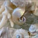 Image of Sea Shell Sculpture