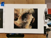 Skull study