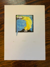 Image 2 of Macaw