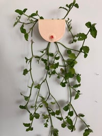 Image 2 of Breast cup