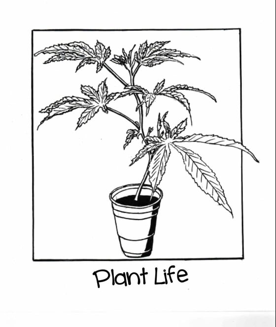 Image of Plant Life