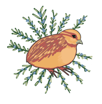 Quail & Rosemary Sticker