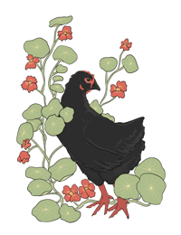 Nasturtium Chicken Sticker