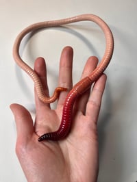 Image 1 of Standard Neck Cuff