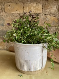 Image 1 of Herb / Plant / Bathroom jar