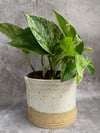 Herb / Plant / Bathroom jar