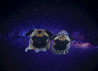 Pug Diamond Purse