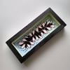 Pastel Monster Teeth tray