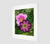 Nootka Rose 8x10 Fine Art Print 