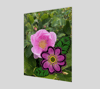 Nootka Rose 11x14" Poster 