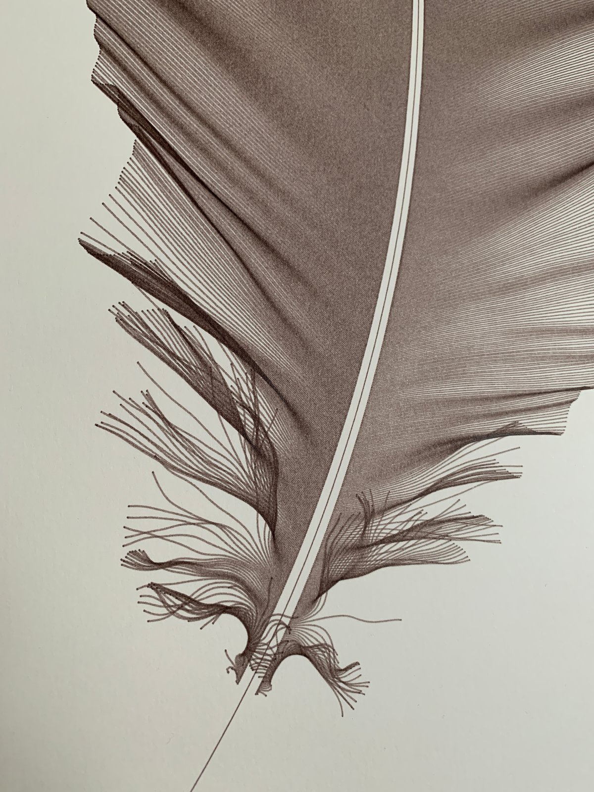 Sepia Feather - 210209-01