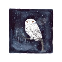 Snowy Owl - 9 x 9 inch Archival Gicleé Print 