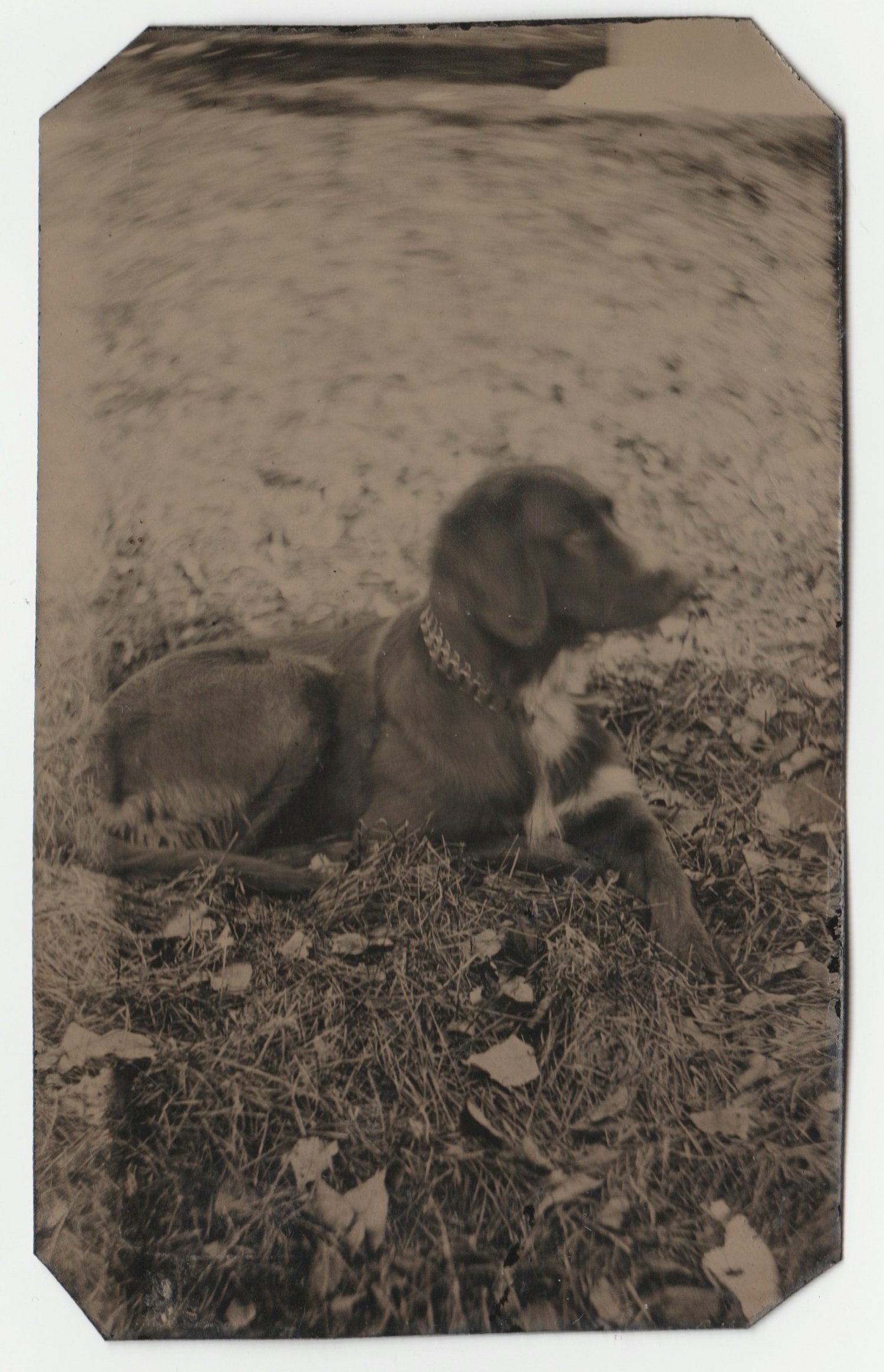 Image of Anonymous: tintype of a hunting dog, US ca. 1870