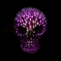 Image 1 of Purple Flower Skull - Giclée