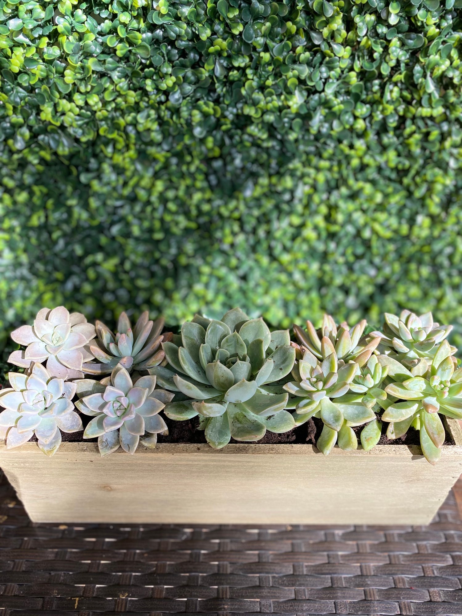 Image of Wooden Succulent Garden 