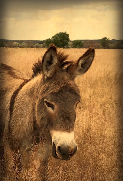 Image of Small Donkey, Big World (note card)