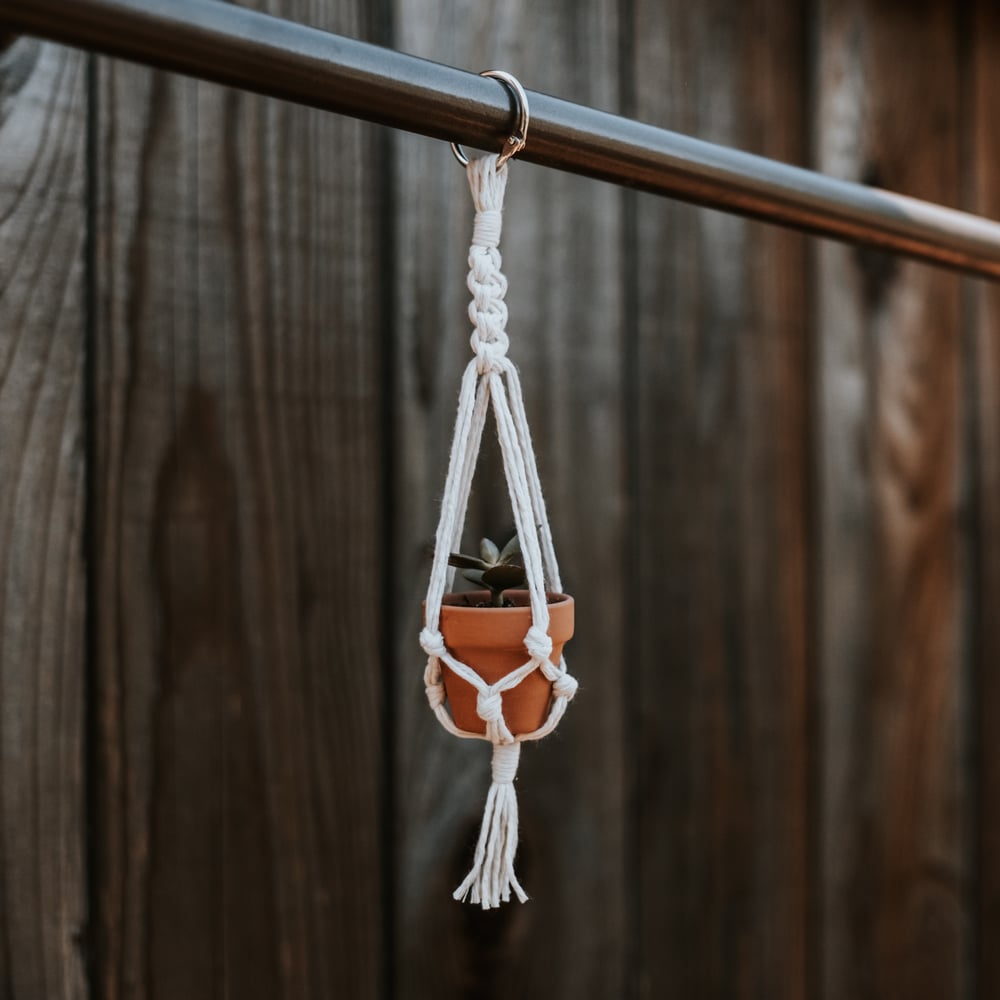 Image of mini macrame plant hanger