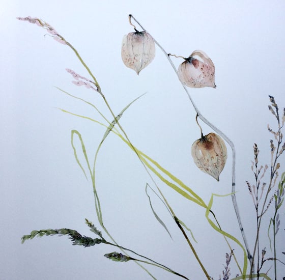 Image of Chinese Lanterns and Grasses