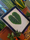 Philodendron Gloriosum - Leaf Print