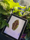 Dwarf Cavendish - Leaf Print