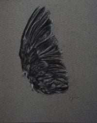 "Mourning Dove II" Fine Art Prints