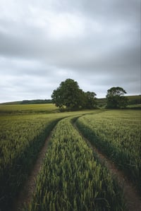 Fields of Firle (Elysium)