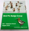 American Avocet - August 2020 - Bird Pin Group