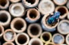 Mason Bee Cocoons - Reservation Information