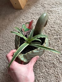 Image 4 of Earth Star in Green Duck