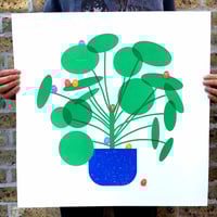 Image 5 of HOUSEPLANT