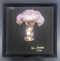 Purple haze broccoli 