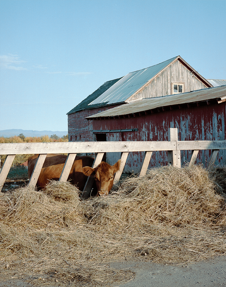 Image of Chill Cow - 11x14 Print