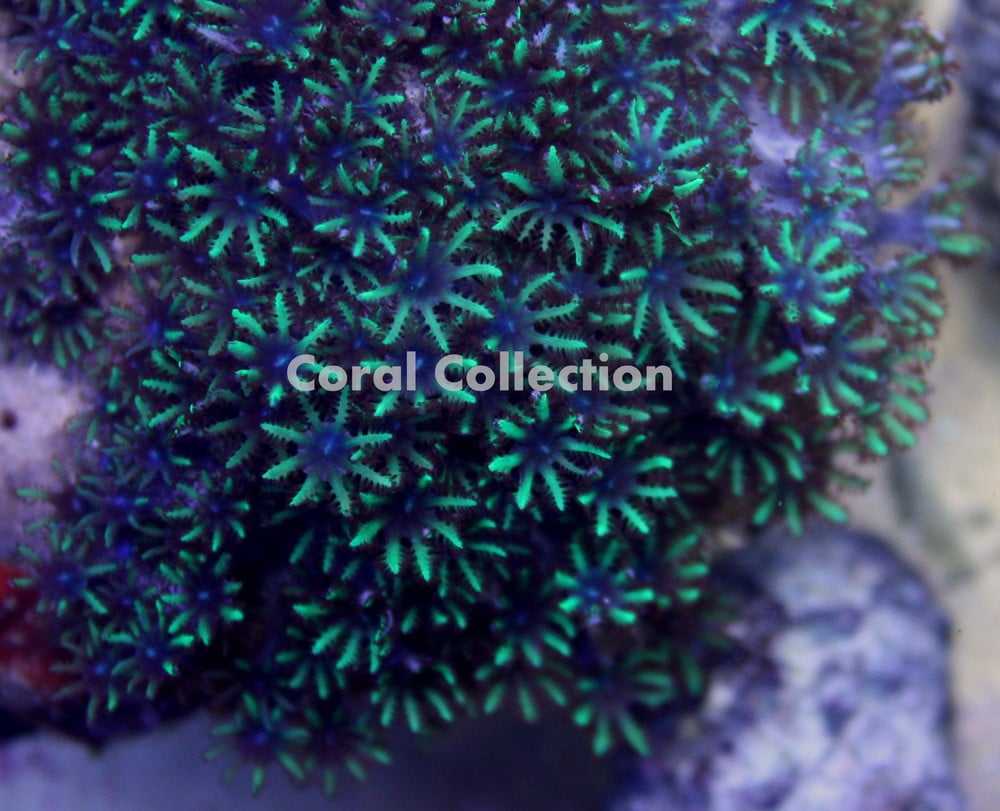 Image of Sympodium Coral
