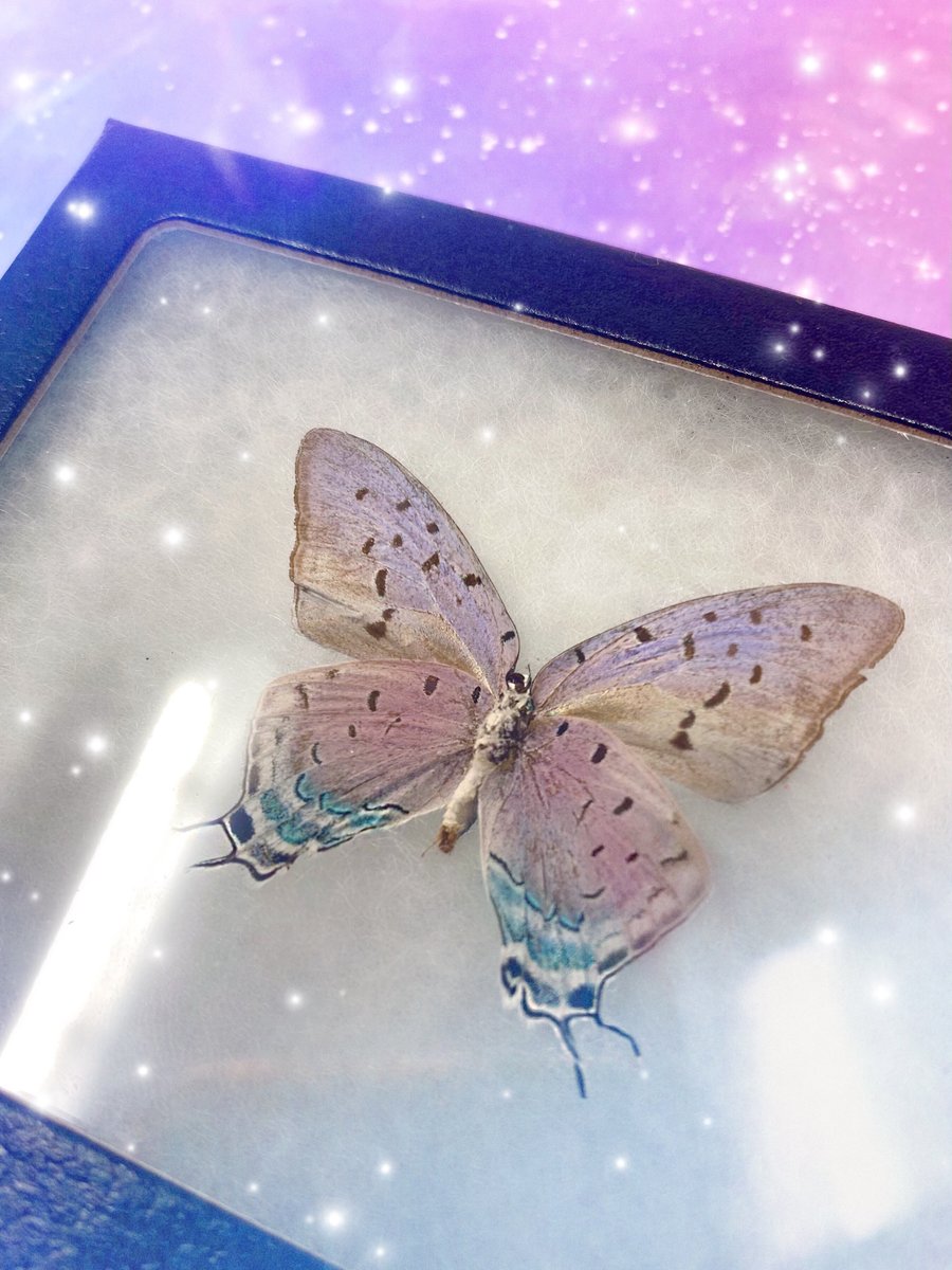 Image of REAL Fairy-Like Iridescent Butterfly (Pseudolycaena Damo Blue Purple Hairstreak)