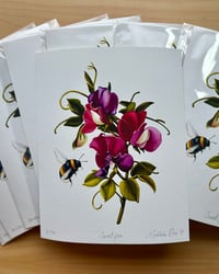 Image 3 of 'Sweet pea' 8x10" Limited Edition Fine Art Prints