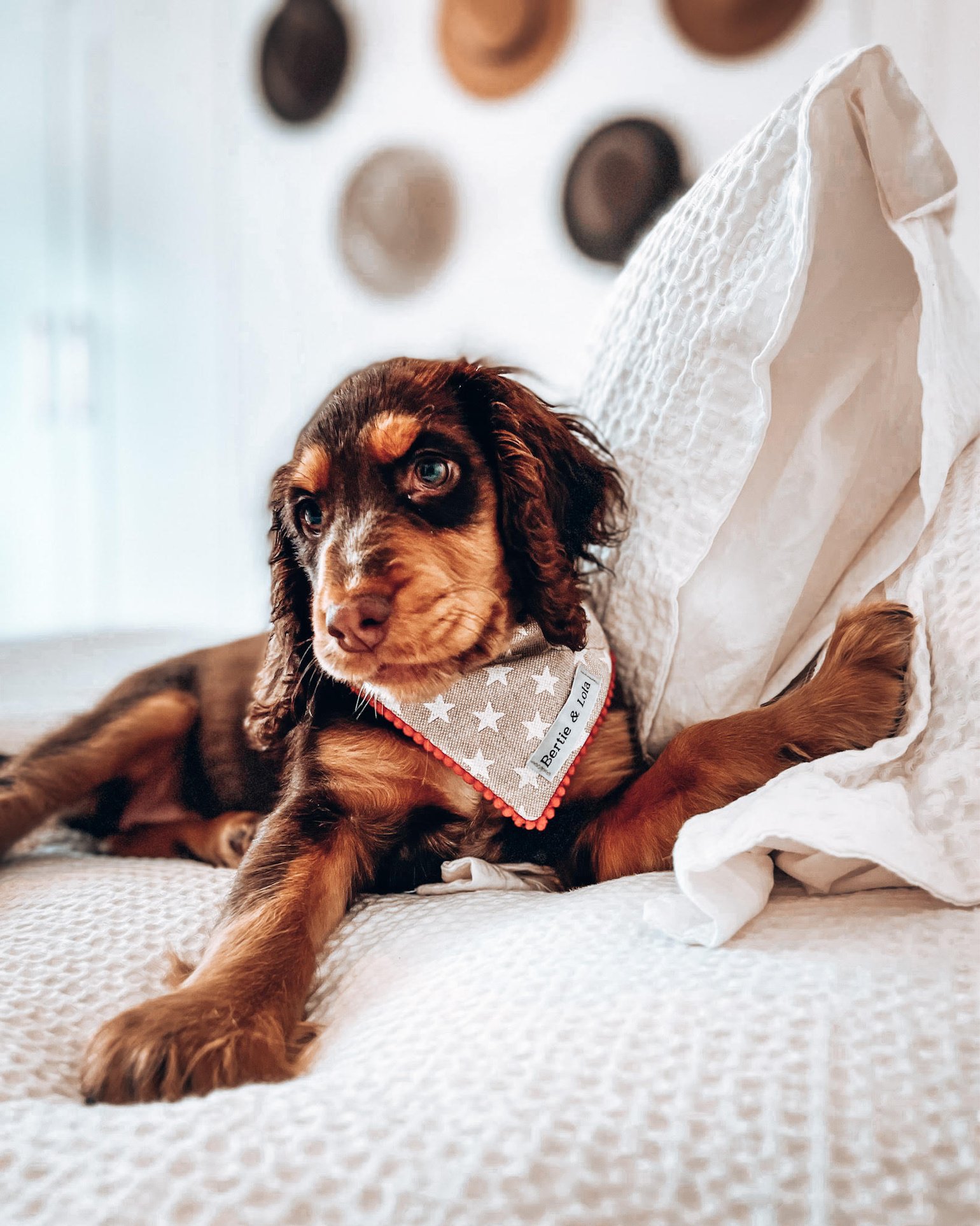 Image of THE STELLA NECKERCHIEF 