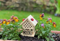 Build Your Own Insect House