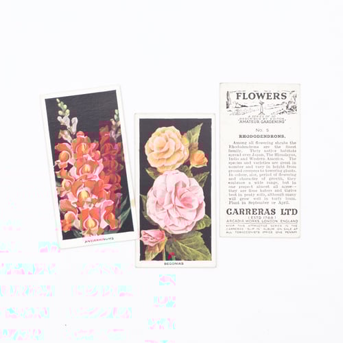 Image of Amateur Gardening Cigarette Cards - Set of 8