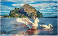 Image 1 of Swan of the Rock