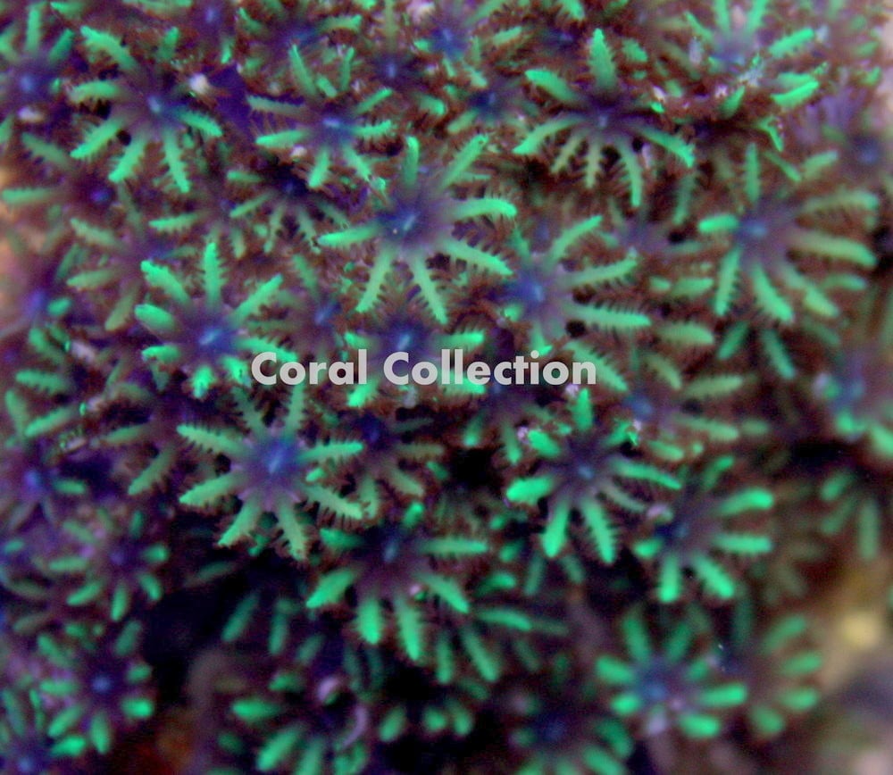 Image of Sympodium Coral