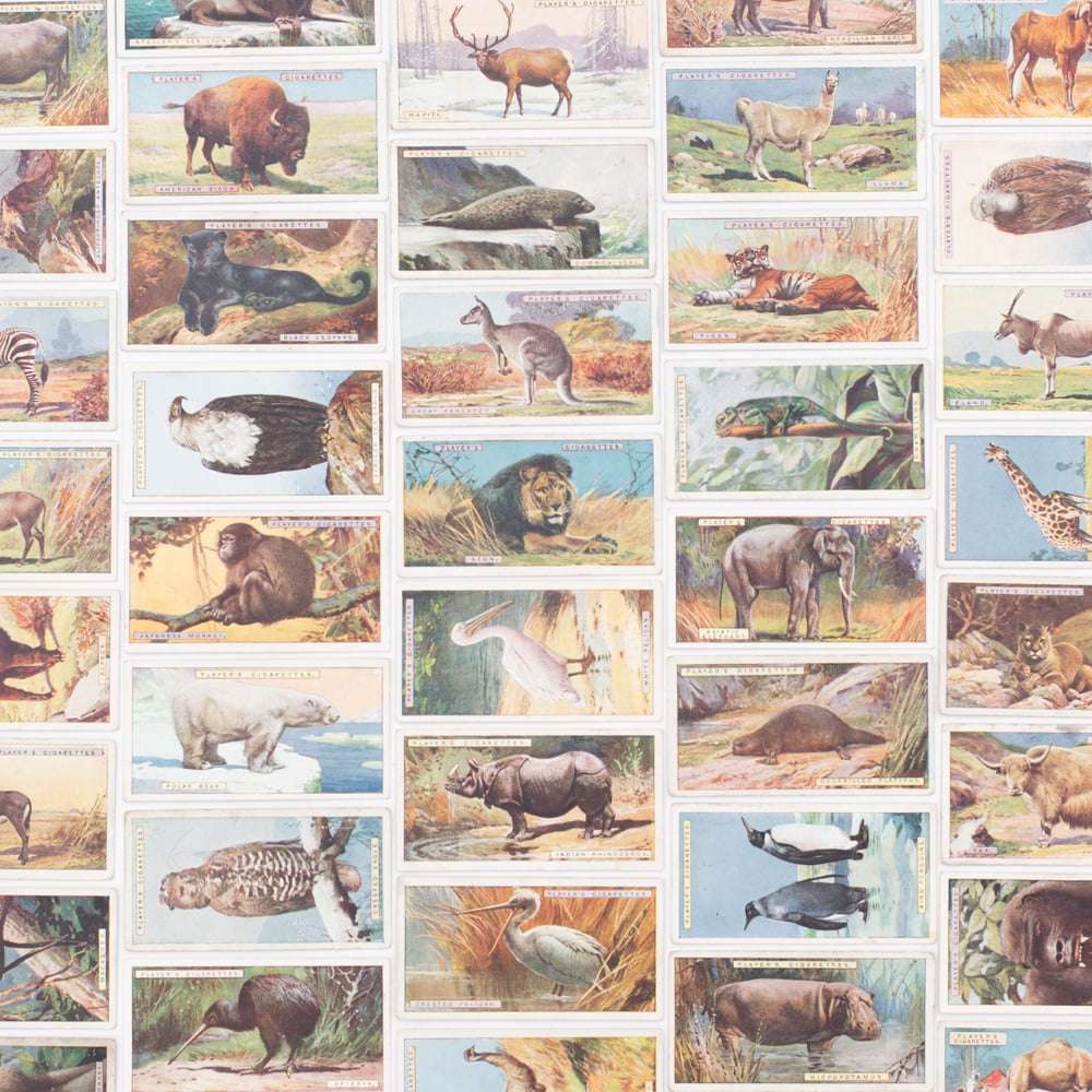 Image of Natural History Cigarette Cards - Set of 8